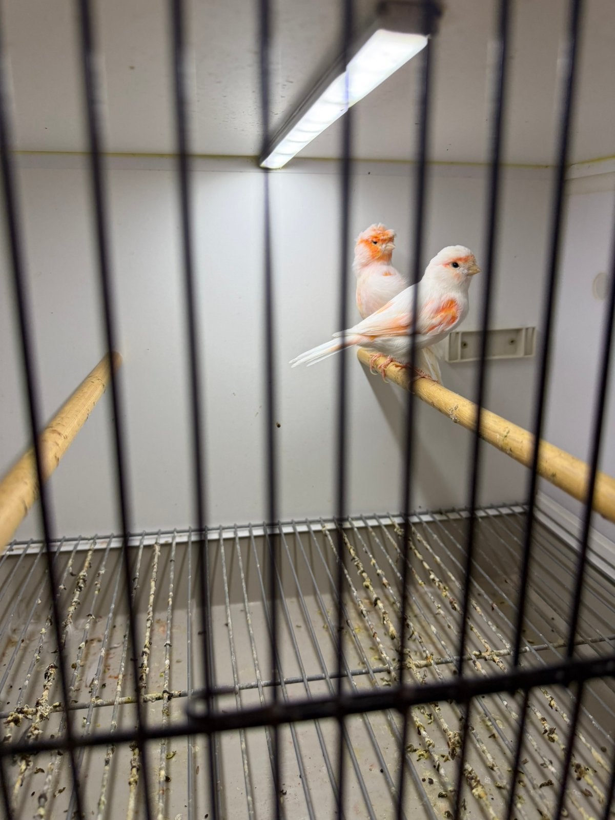 Rood Mozaïek Kanaries, Dieren en Toebehoren, Meerdere dieren, Kleurkanarie