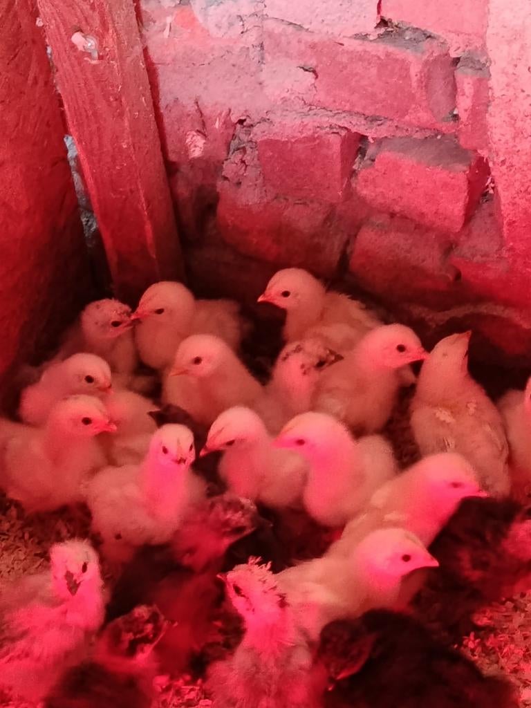 Sundheimer kuikens te koop, Dieren en Toebehoren, Pluimvee, Geslacht onbekend, Kip
