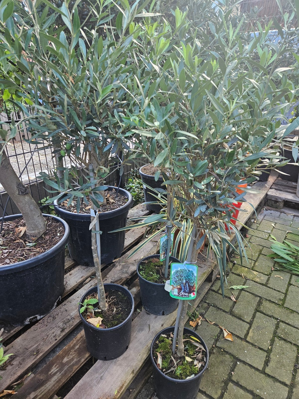 Olijfbomen dikke stam 170 hoog volle kruin, Tuin en Terras, Volle zon, Ophalen of Verzenden, 100 tot 250 cm, Olijfboom