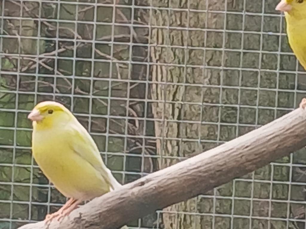 Te koop jonge kanaries, Meerdere dieren, Kleurkanarie
