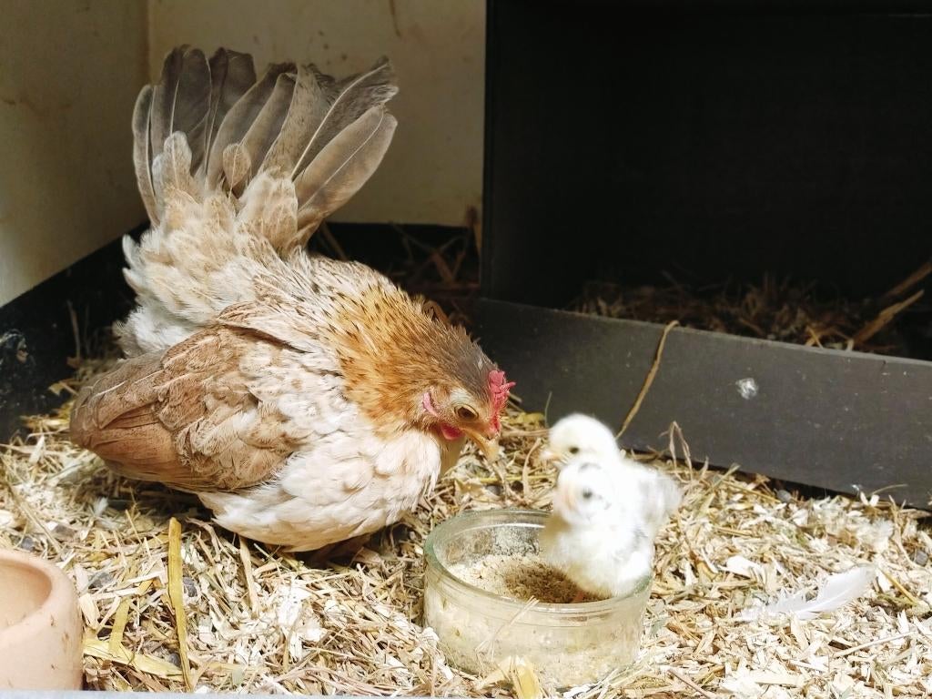 Serama hennetje met kuikens of hele toom., Dieren en Toebehoren, Meerdere dieren, Kip