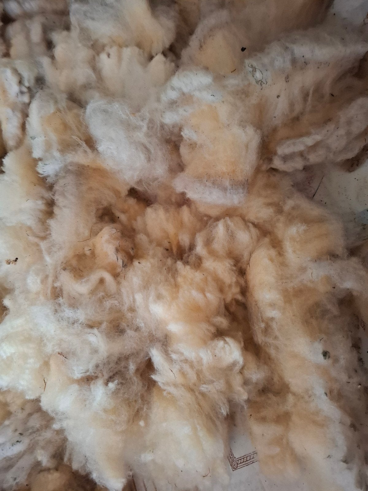 Ruwe vachtwol Shiropshire voor spinnen Zachte wol, Ophalen of Verzenden, Nieuw, Spinwol