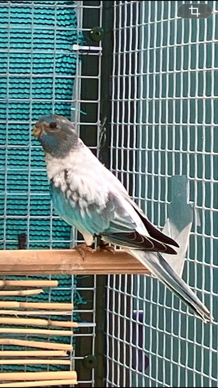 Splendid  pop opaline witborst, april’25, Dieren en Toebehoren, Vogels | Parkieten en Papegaaien, Vrouwelijk, Parkiet, Geringd