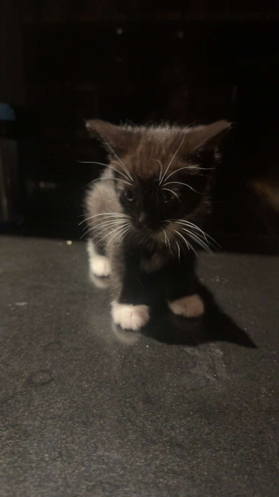 4 lieve kittens zoeken een huisje, Meerdere dieren, Ontwormd