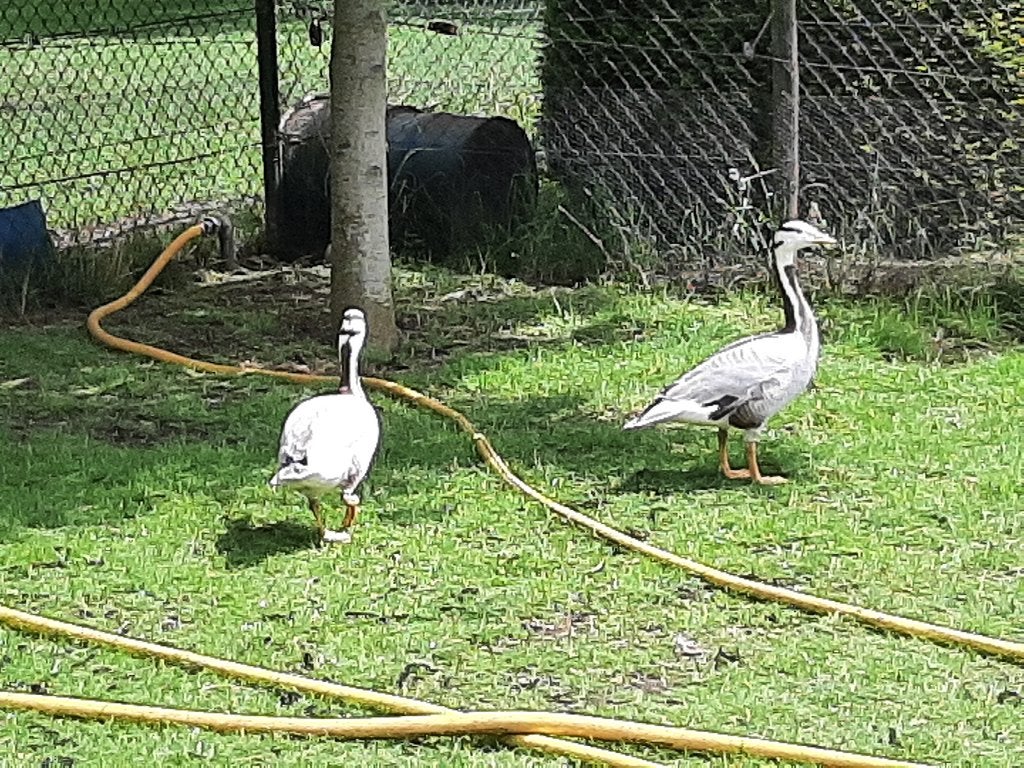 Te koop Streepkopgans, Mannelijk, Gans of Zwaan