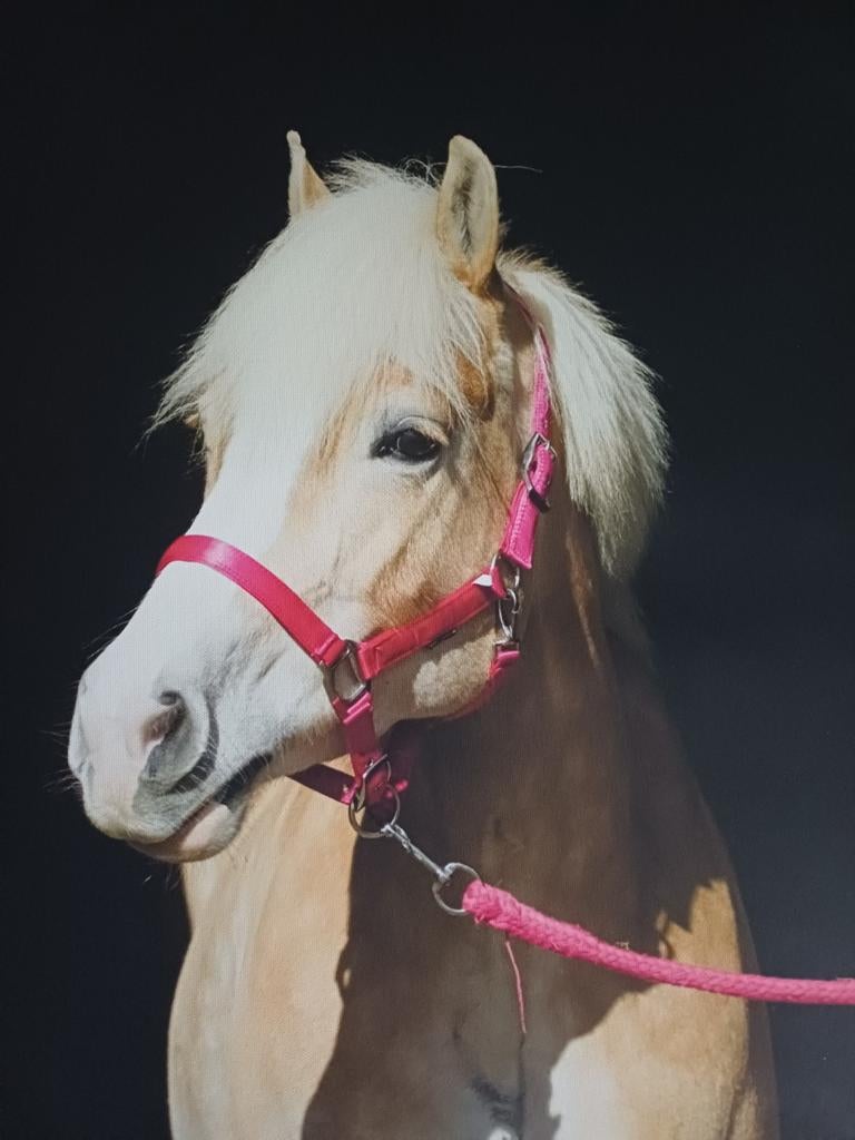 Zuidschermer,Gevraagd Ervaren 18 + bijrijdster/ verzorger ik, Diensten en Vakmensen, Dieren | Paarden | Verzorging, Oppas en Les