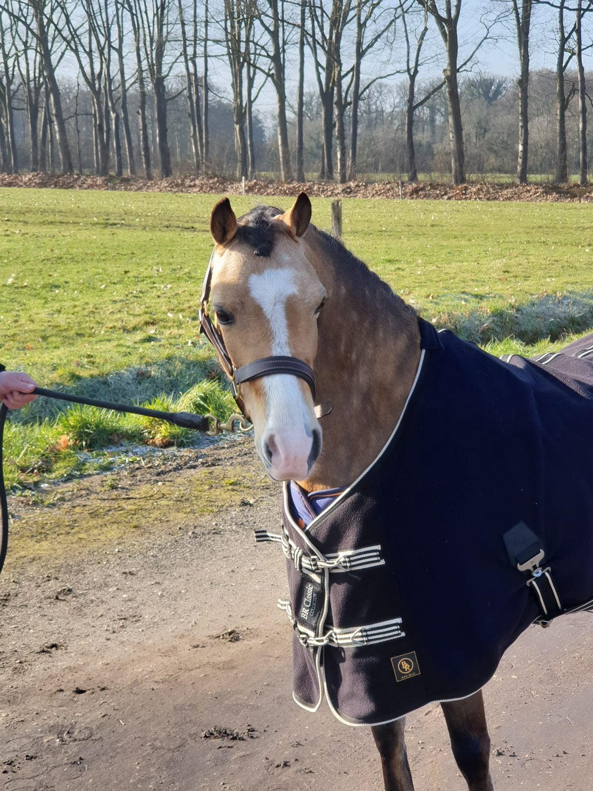 Leuke, fanatieke Welsh A Valk merrie, Dieren en Toebehoren, Pony's, Merrie, Met stamboom, L, B pony (1.17m tot 1.27m)