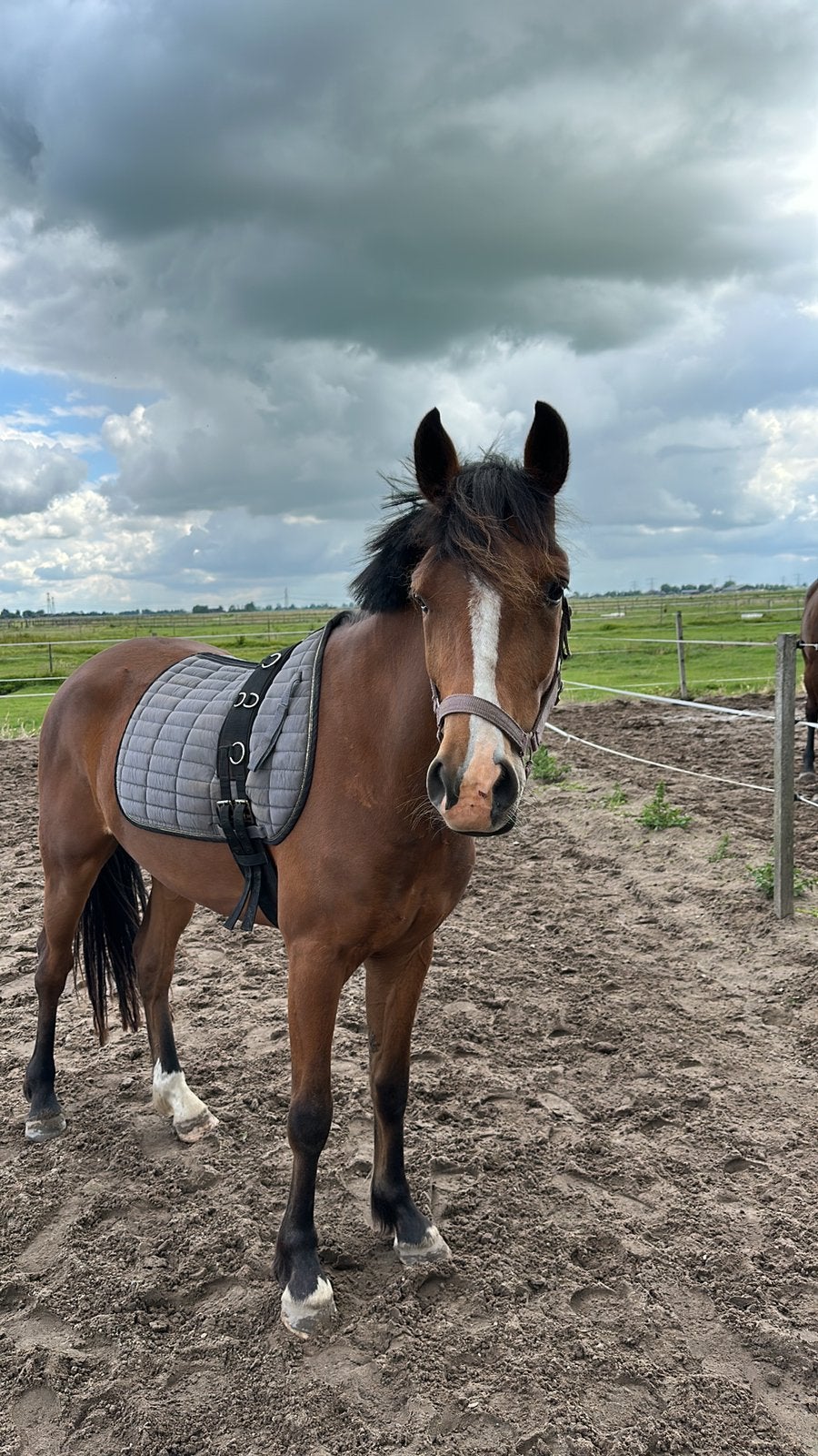 Mooie new forest spring pony., Dieren en Toebehoren, Pony's, Ruin, Springpony, 3 tot 6 jaar, D pony (1.37m tot 1.48m)