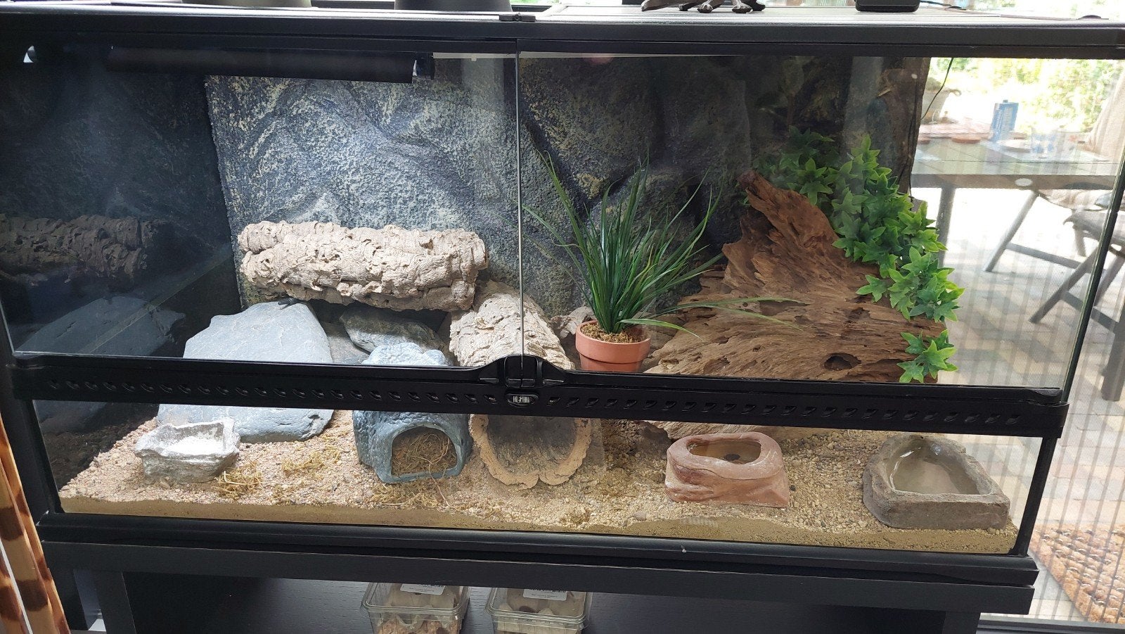 Luipaardgekko met terrarium Leopard Gecko photo 7