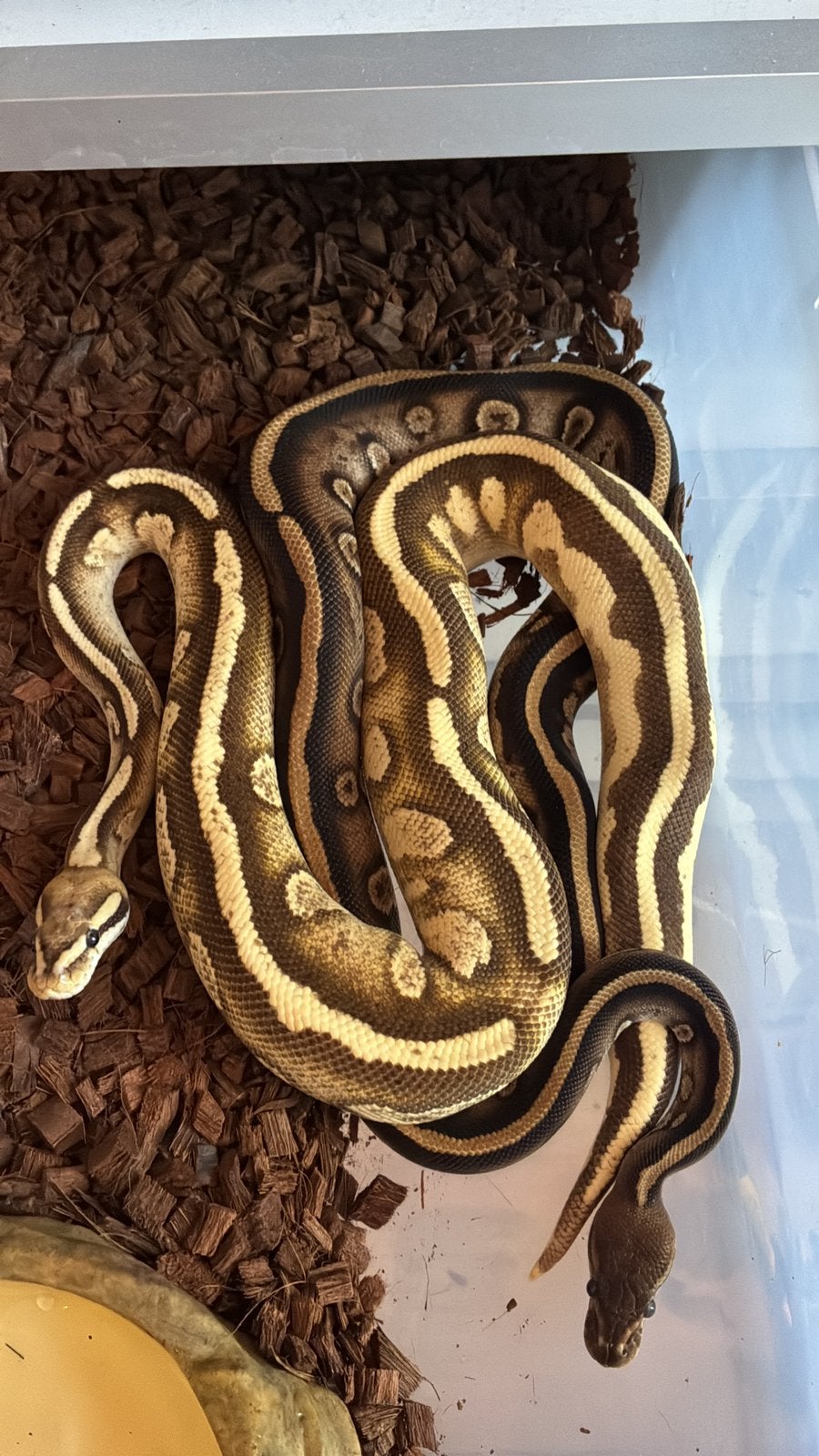 Meerdere balpython te koop, Dieren en Toebehoren, Slang, 0 tot 2 jaar
