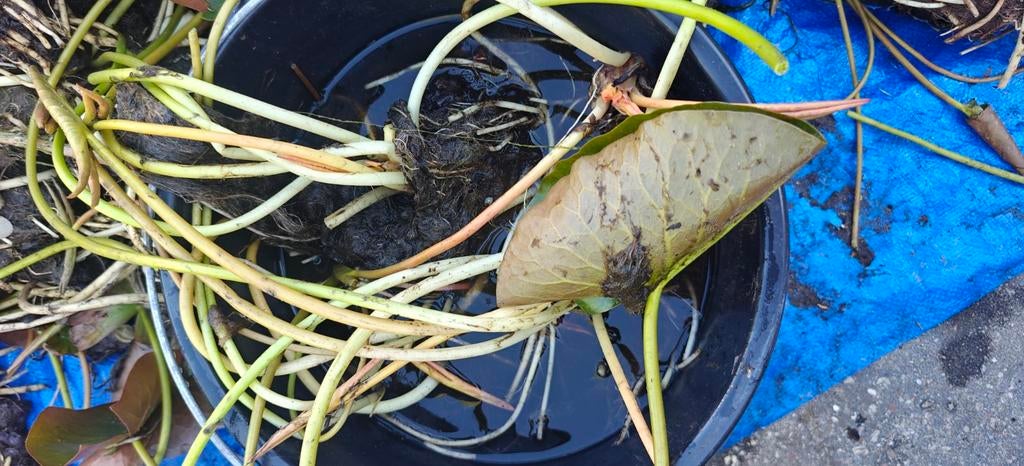 Stekken van witte waterlelie - Sterke vijverplant, Ophalen