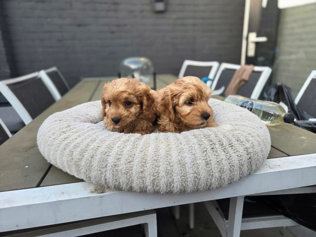 Maltipoo pups, Dieren en Toebehoren, Overige rassen, 8 tot 15 weken, Parvo, Meerdere