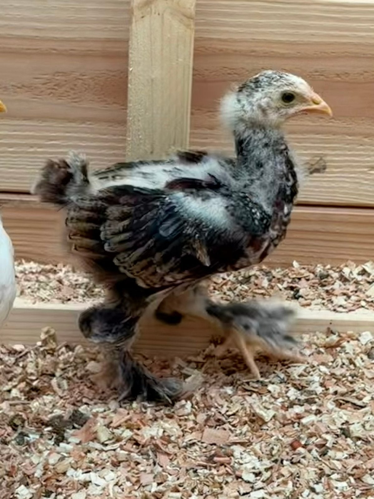 Brahma kuiken, Geslacht onbekend, Kip