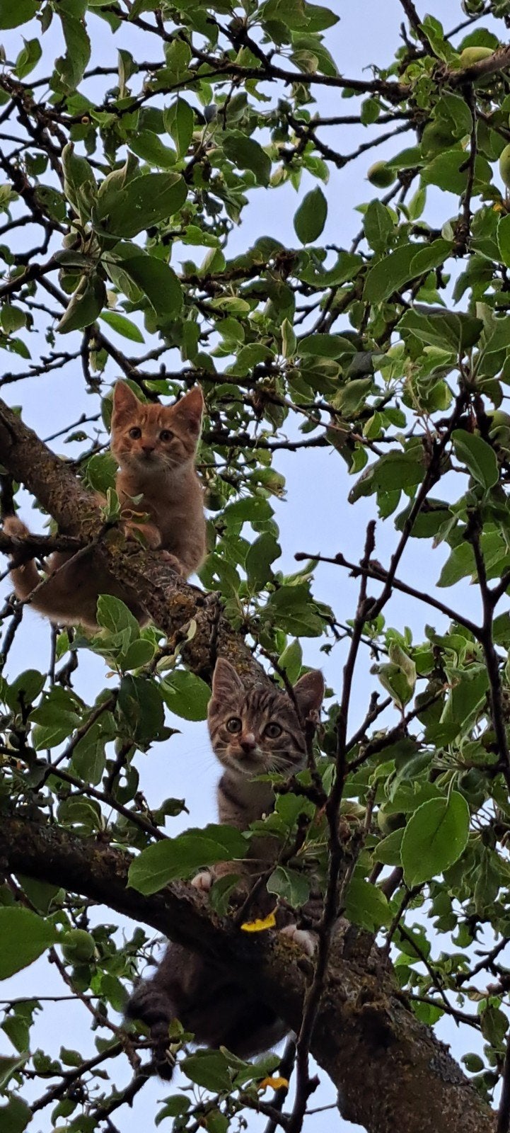 Lieve kittens, Dieren en Toebehoren, Meerdere dieren