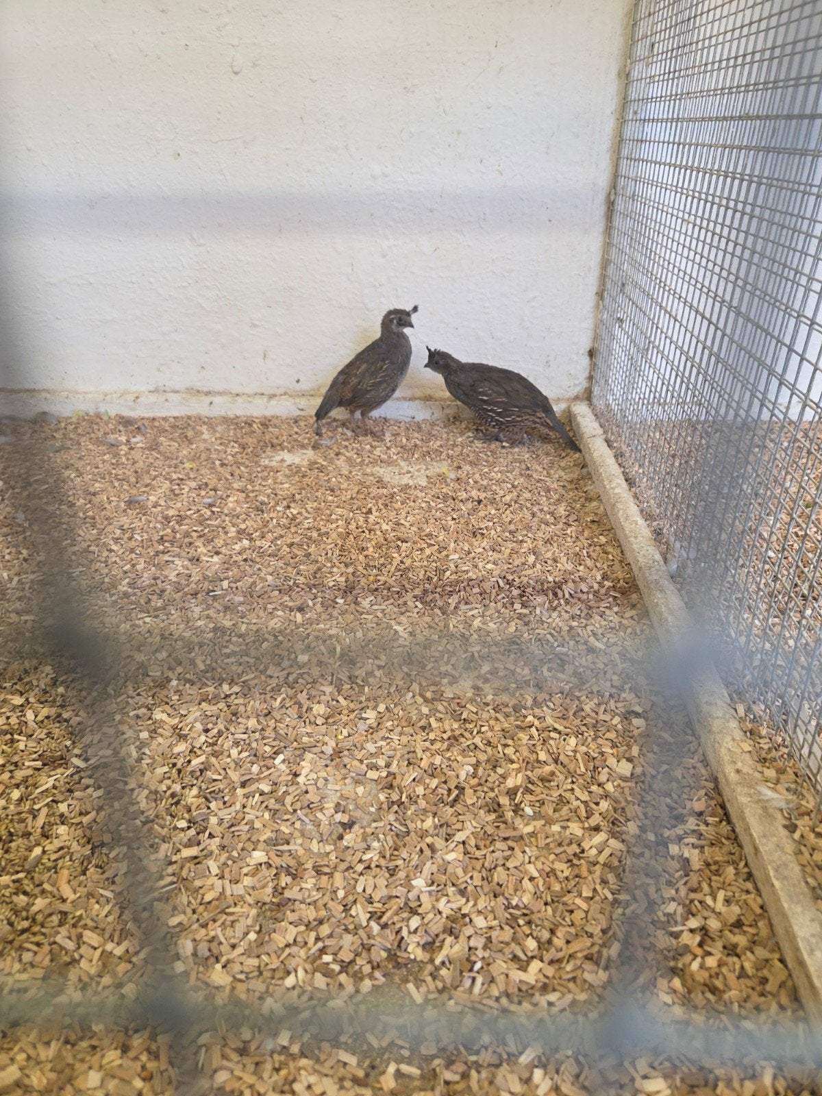 kuif kwartels, Meerdere dieren