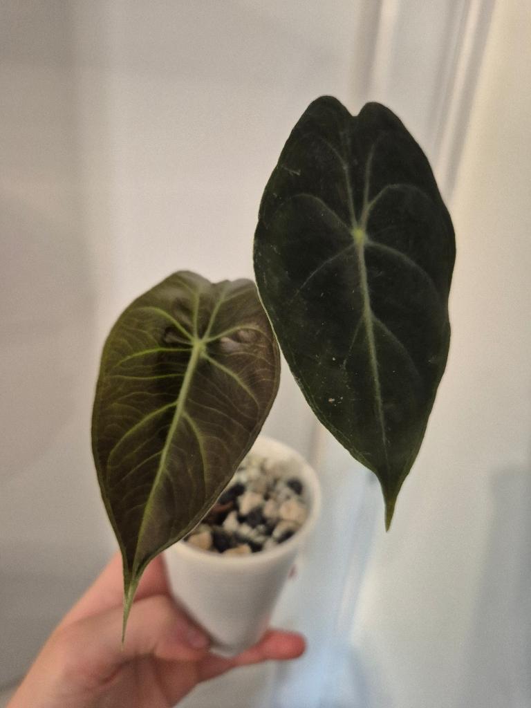 (Gratis) Alocasia Baginda Pink Dragon, Verzenden, Overige soorten, Halfschaduw, Minder dan 100 cm