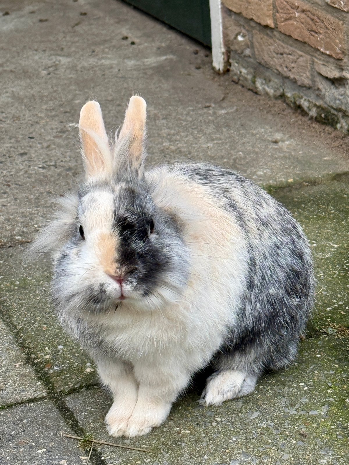 Konijn, Dieren en Toebehoren, Mannelijk, Middelgroot