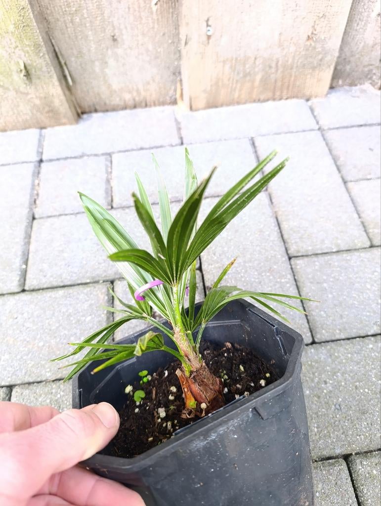 Trachycarpus princeps x Fortunei, Ophalen of Verzenden, Overige soorten, Volle zon