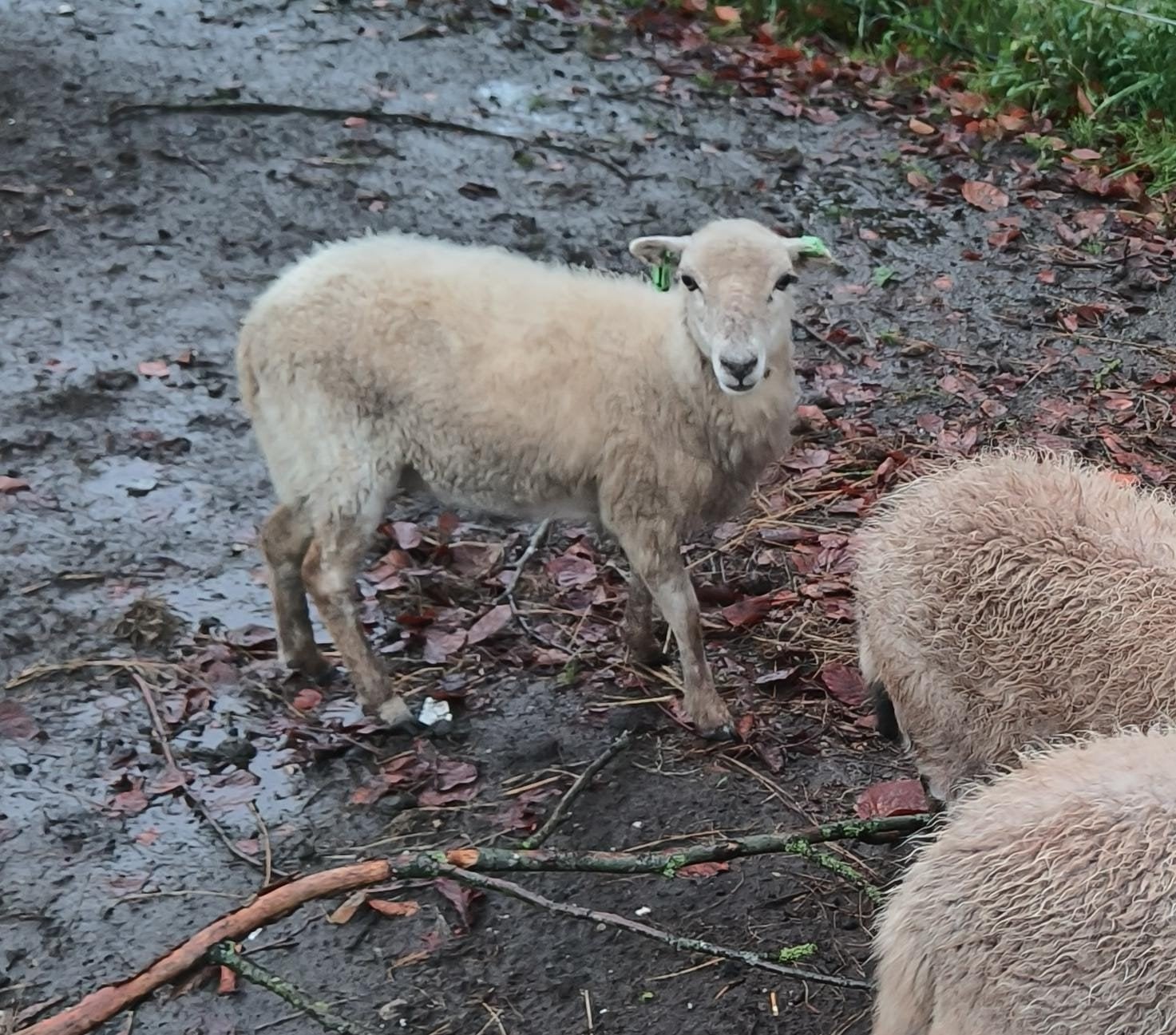 ouessant ooi (2025), Dieren en Toebehoren, Vrouwelijk, Schaap, 0 tot 2 jaar