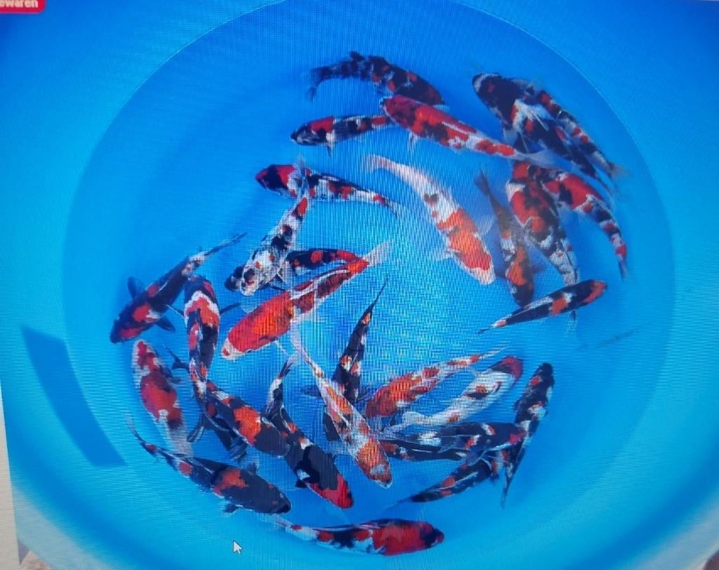 15 koi 35 cm, Dieren en Toebehoren, Karper of Koi