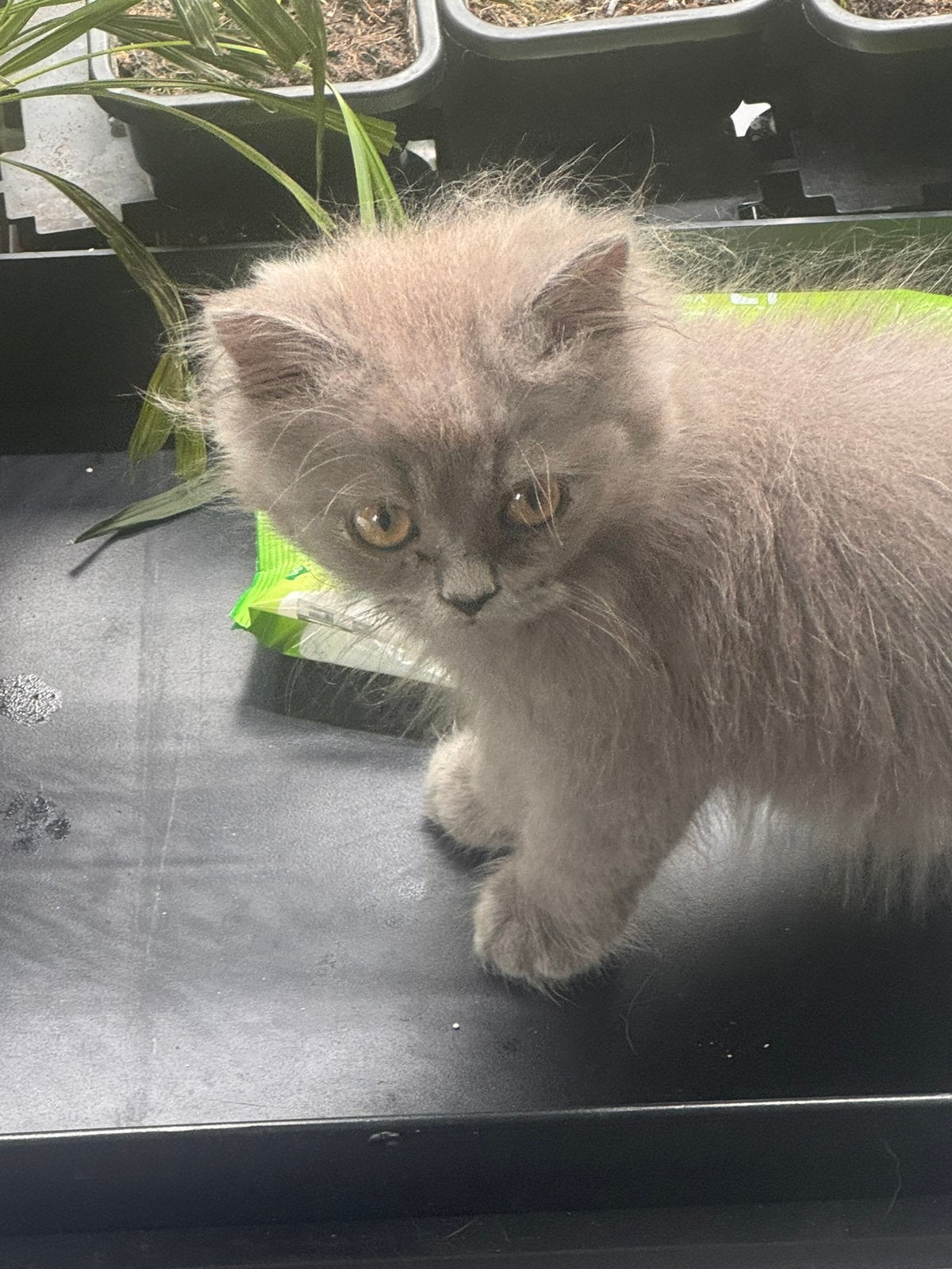 Britse langaar kittens - nog 1 beschikbaar, Dieren en Toebehoren, Katten en Kittens | Raskatten | Langhaar, Kater, Ontwormd