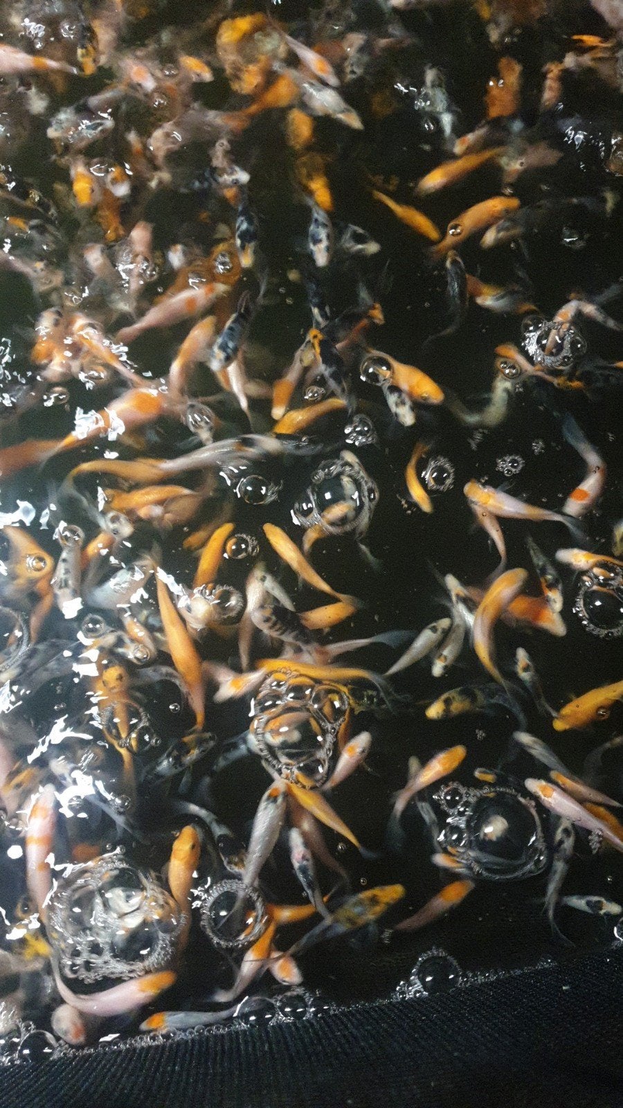 Baby koi, Karper of Koi
