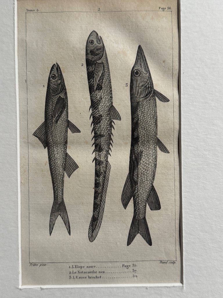 O U D 1812 - vissen gravure - plate 36 - P0853-02, Ophalen of Verzenden, Ets, 1700 - 1799