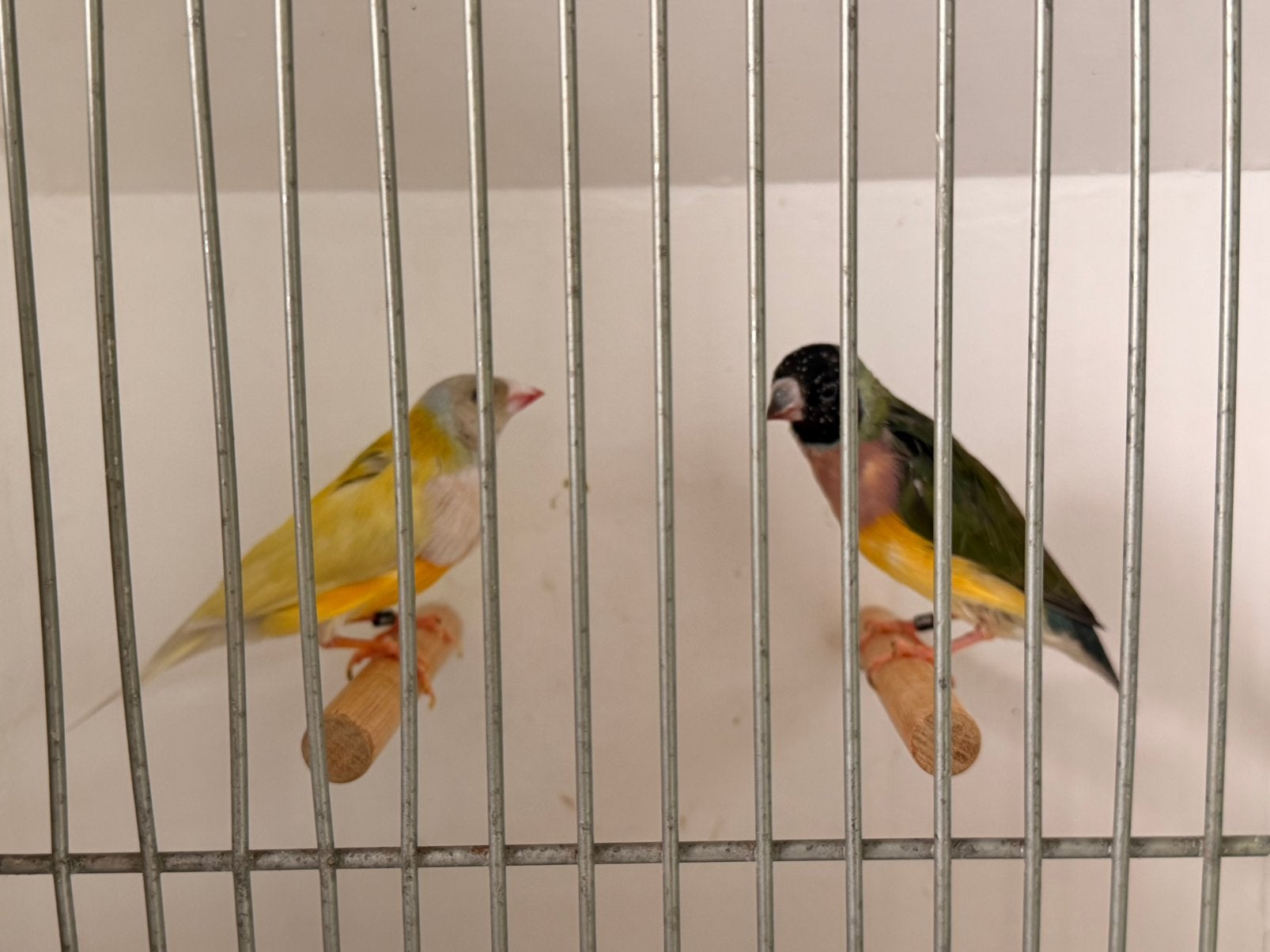 Koppel pastel man x wildkleur pop gouldamadines, Dieren en Toebehoren, Meerdere dieren, Geringd