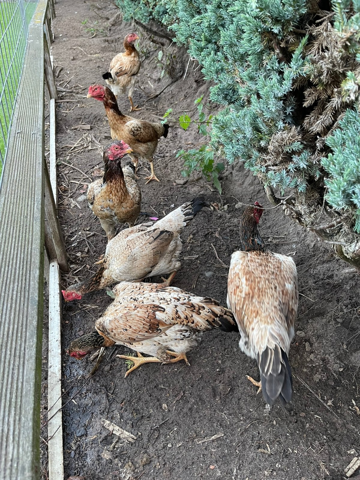 6x jonge shamo hennen tarwe kleur, Dieren en Toebehoren, Vrouwelijk, Kip