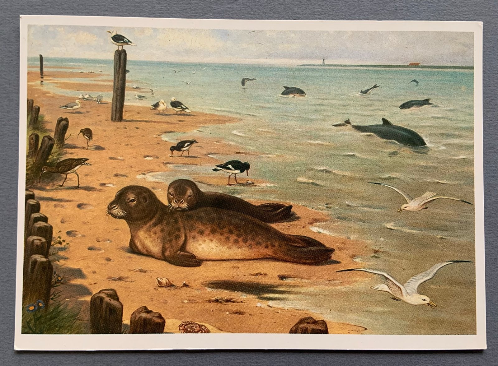 Kaart Schoolplaat M.A. Koekkoek -Zeehonden en Bruinvissen, Verzamelen, Verzenden, 1980 tot heden, Ongelopen