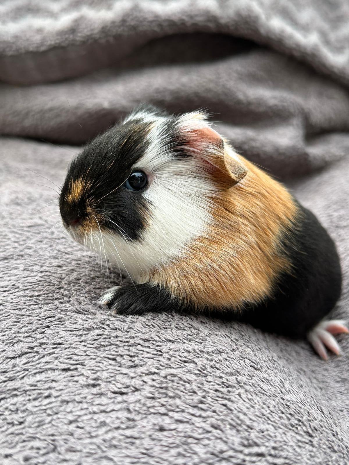 Diverse cavia’s te koop, Dieren en Toebehoren, Oktober, Meerdere dieren, Cavia