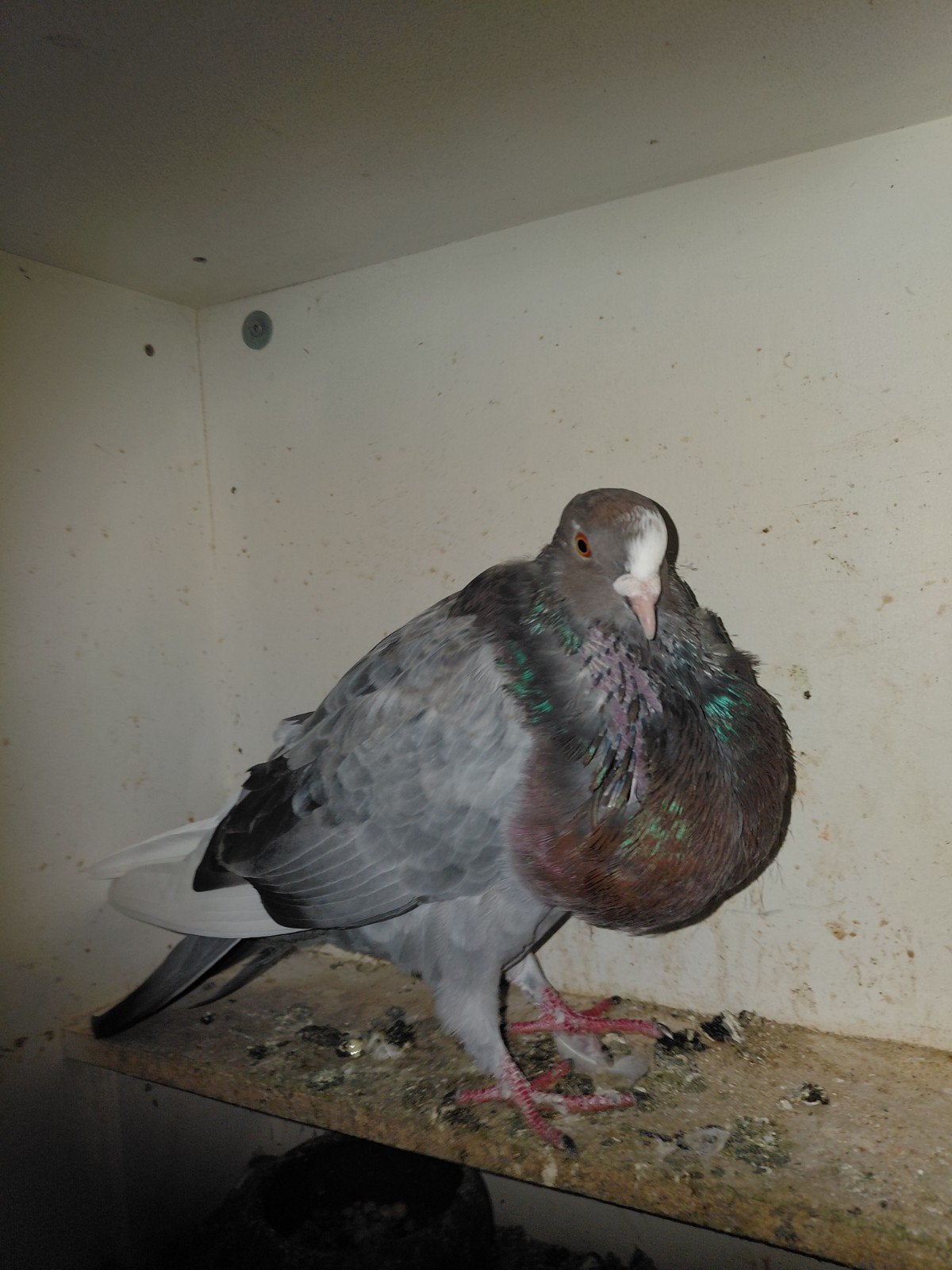 isabel witkop gevangen, Dieren en Toebehoren, Mannelijk, Kropper