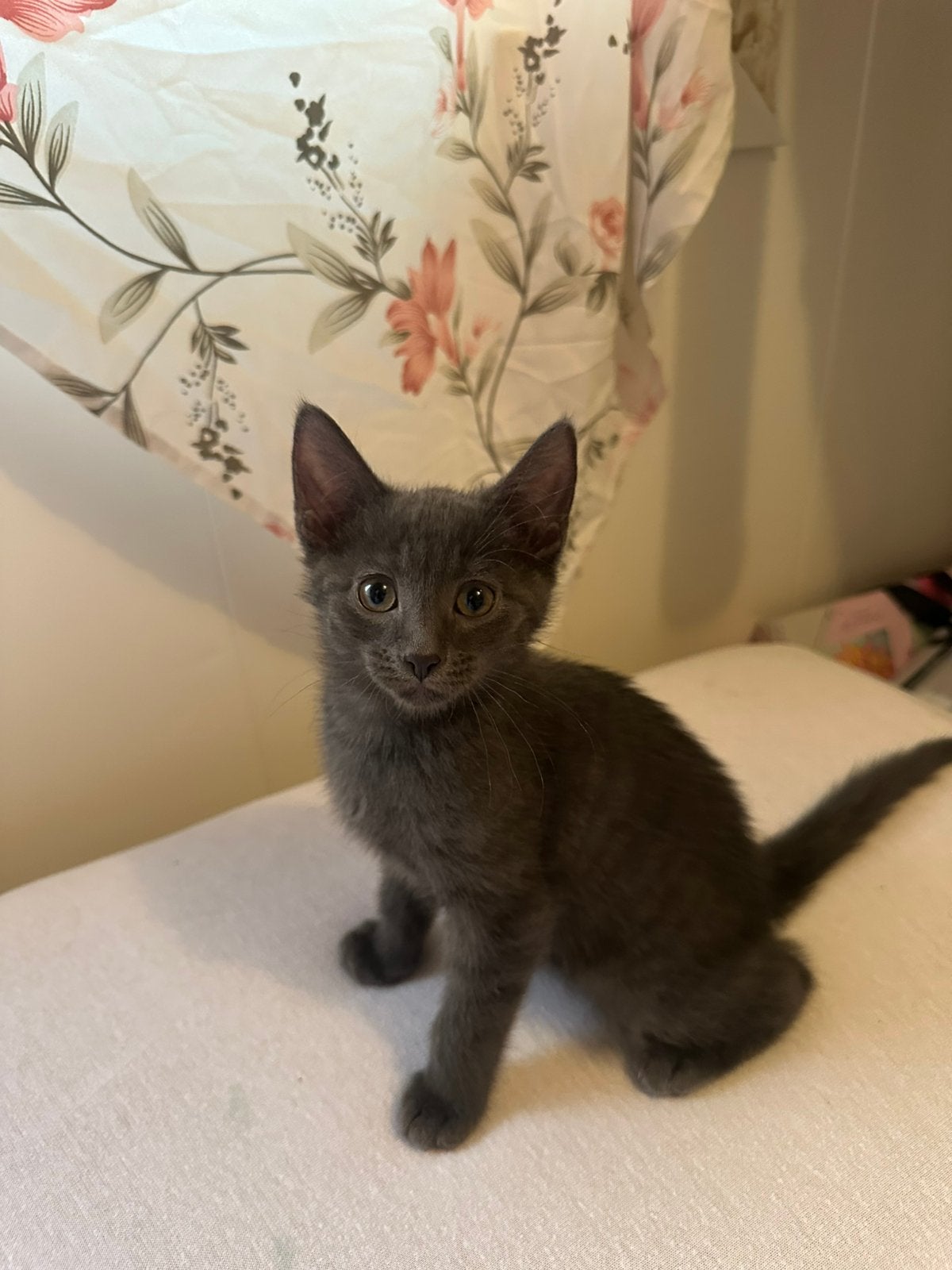 1 grijze kater beschikbaar, Kater, Ontwormd, 0 tot 2 jaar
