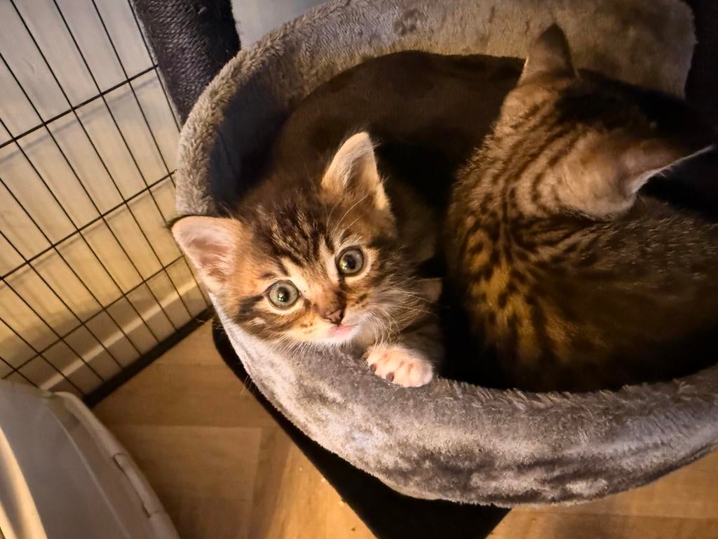 Kittens britse langhaar kittens, 0 tot 2 jaar