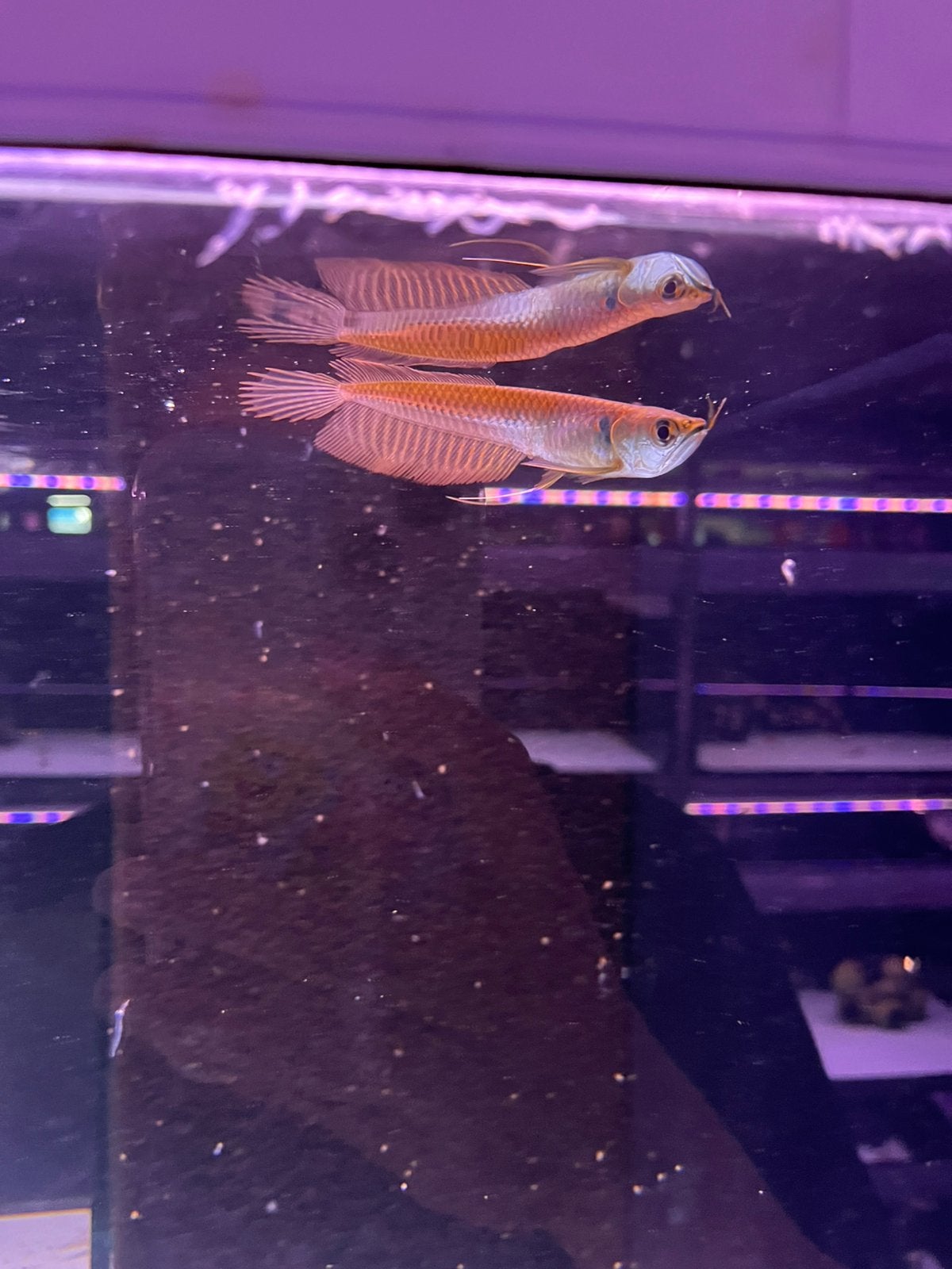 Baby silver arowana, Dieren en Toebehoren, Vissen | Aquariumvissen, Vis