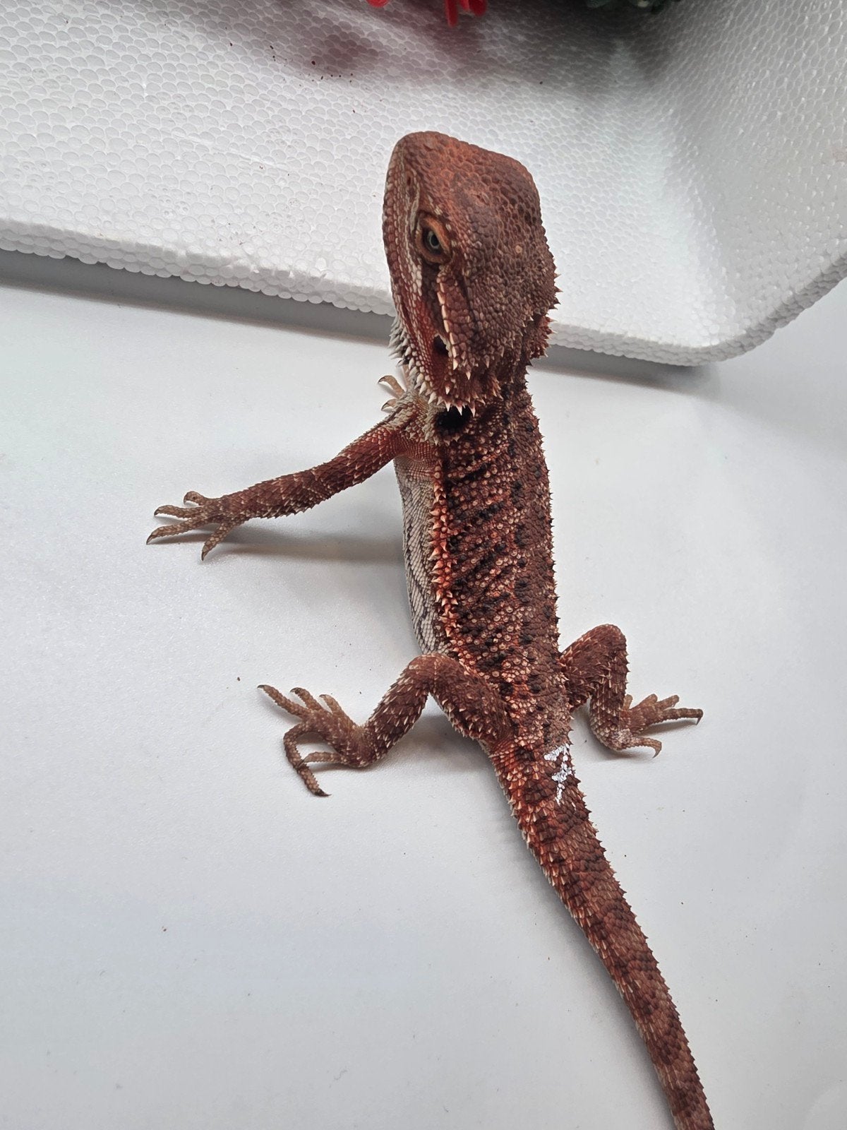 dark red monster, het hypo, man, Hagedis, 0 tot 2 jaar