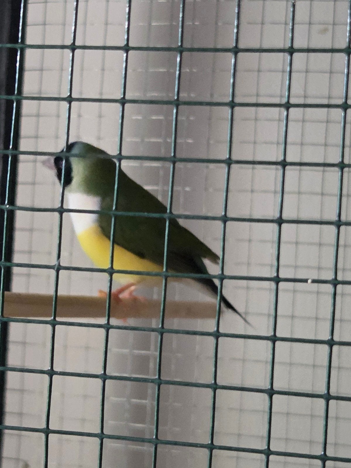 Gouldamadines ruilen en verkoop!, Meerdere dieren