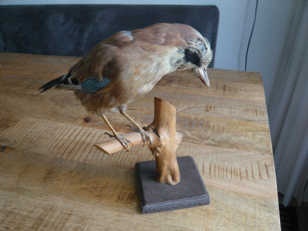 opgezette vlaamse gaai, Verzamelen, Ophalen of Verzenden, Gebruikt, Vogel, Opgezet dier