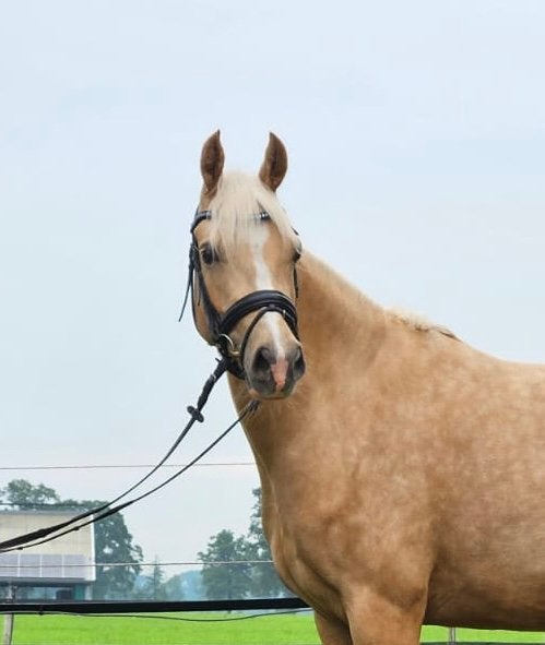 Lieve/brave 4 jarige D pony te koop!, Dieren en Toebehoren, Merrie, Dressuurpony, 3 tot 6 jaar, L