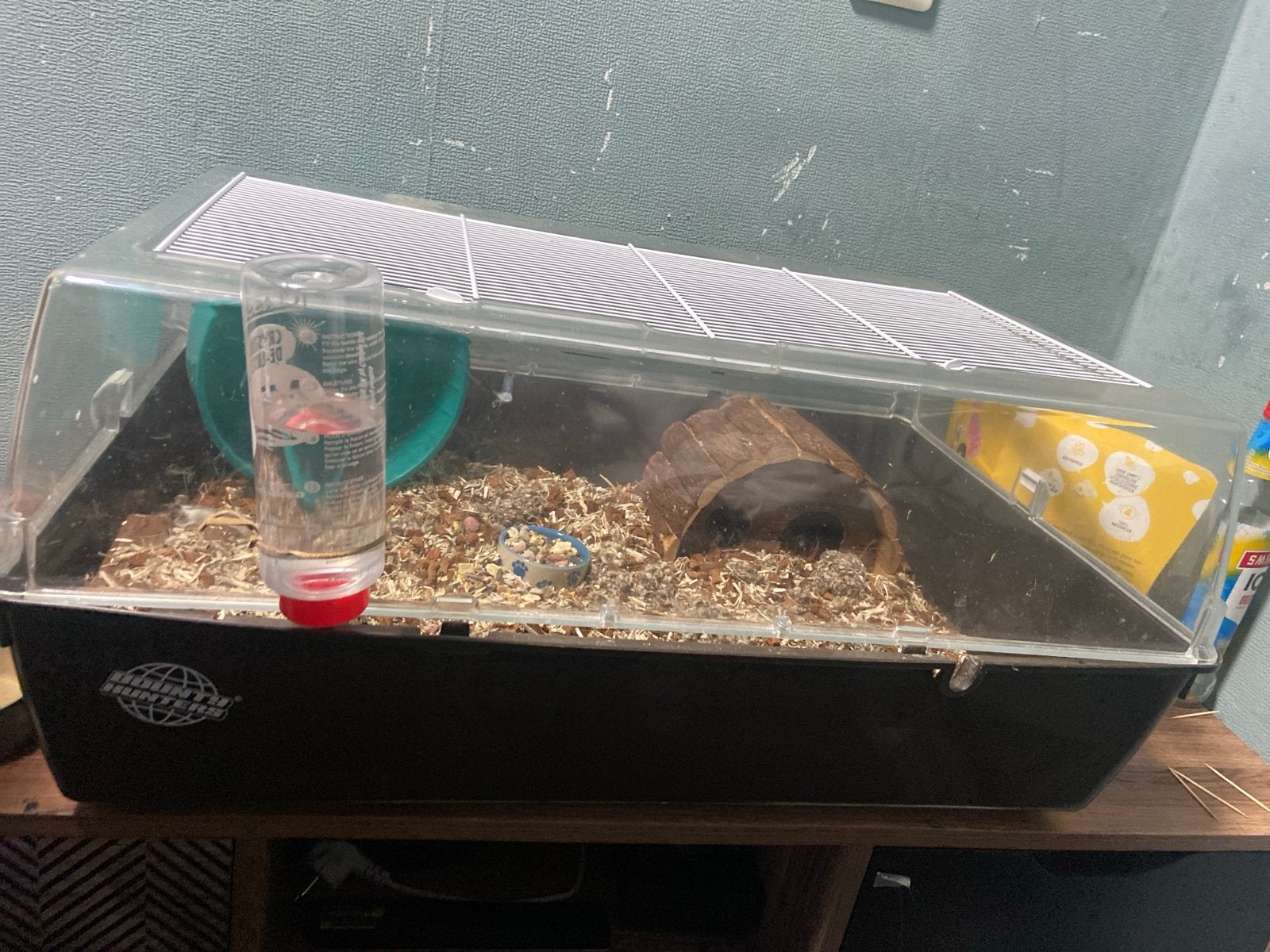 Hamster, Dieren en Toebehoren, Ophalen, Gebruikt