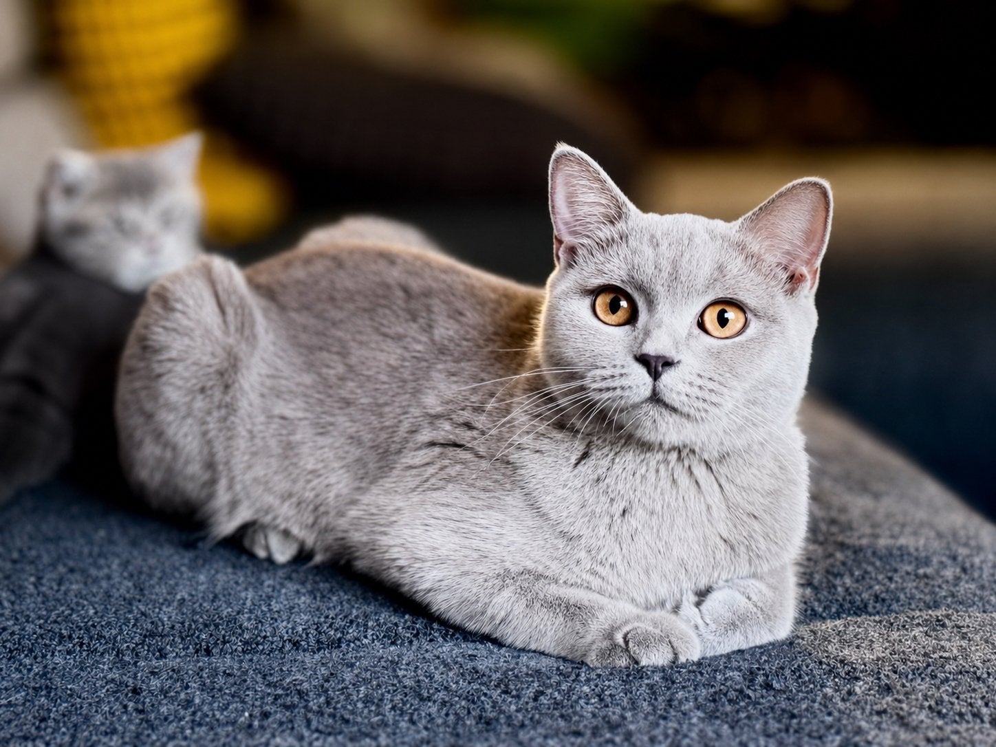 Britse kortehaar Poes, Poes