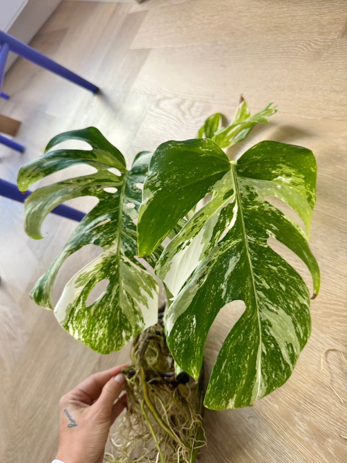 Monstera Deliciosa Variegata stek met wortels, Vaste plant, Bloeit niet, Halfschaduw, Ophalen