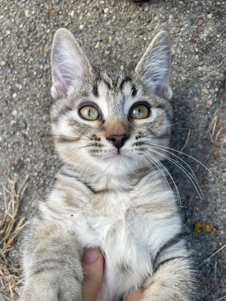 Prachtige Half-Bengalen Kittens Zoeken Hun Forever Home, Dieren en Toebehoren, Katten en Kittens | Raskatten | Korthaar, Meerdere dieren