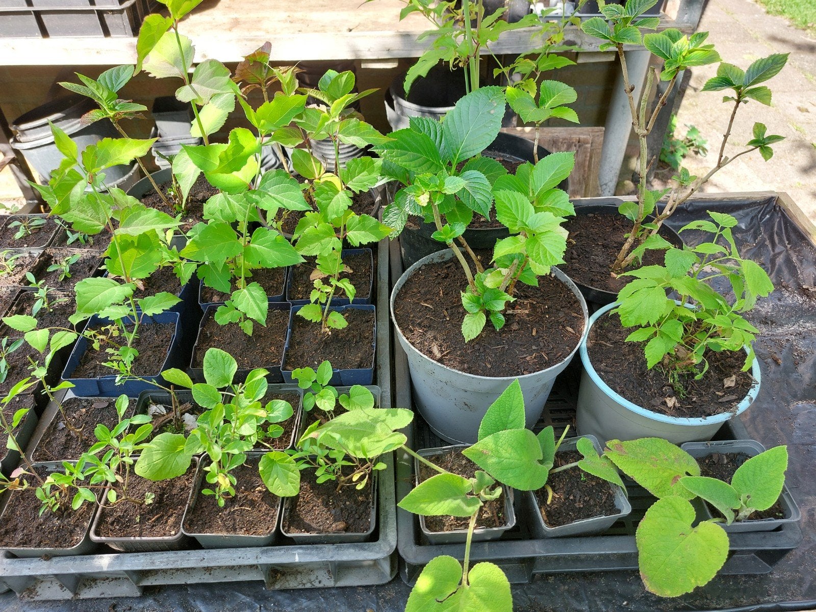Eetbare planten, kruiden, voedselbos, framboos, fazantenbes, Ophalen, Volle zon