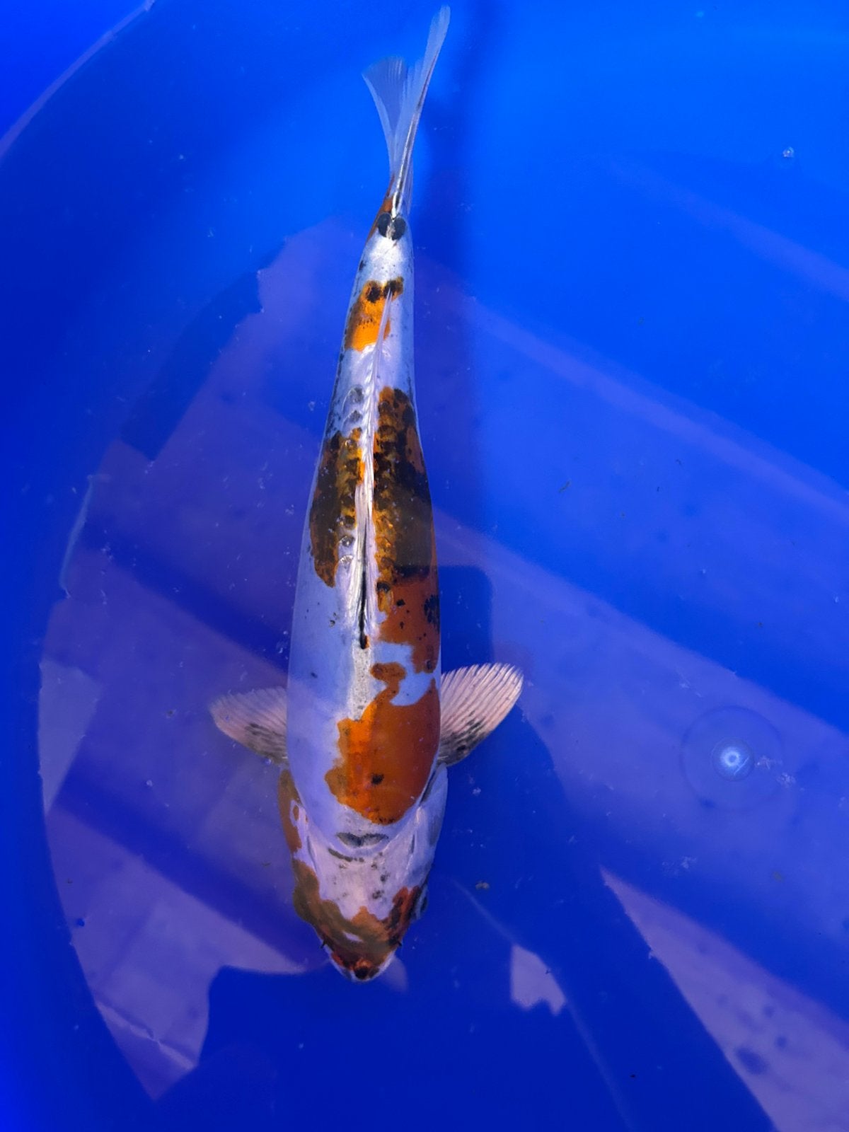 Doitsu beni kikokuryu 31cm, Dieren en Toebehoren, Vissen | Vijvervissen, Karper of Koi