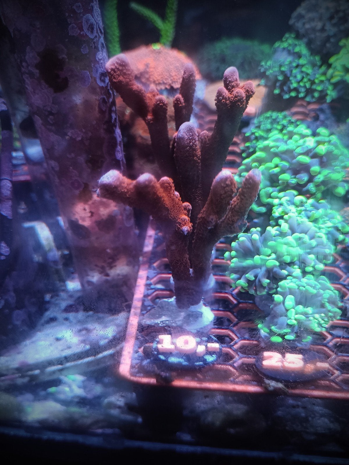 Montipora digitata Rood, Dieren en Toebehoren, Vissen | Aquariumvissen, Overige typen, Zoutwatervis