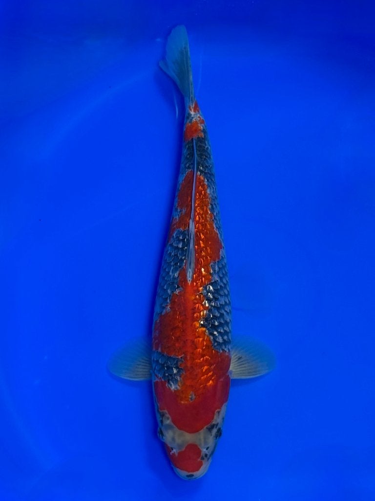 Ginrin Goshiki – Conias– Nisai – 40–45 cm, Karper of Koi