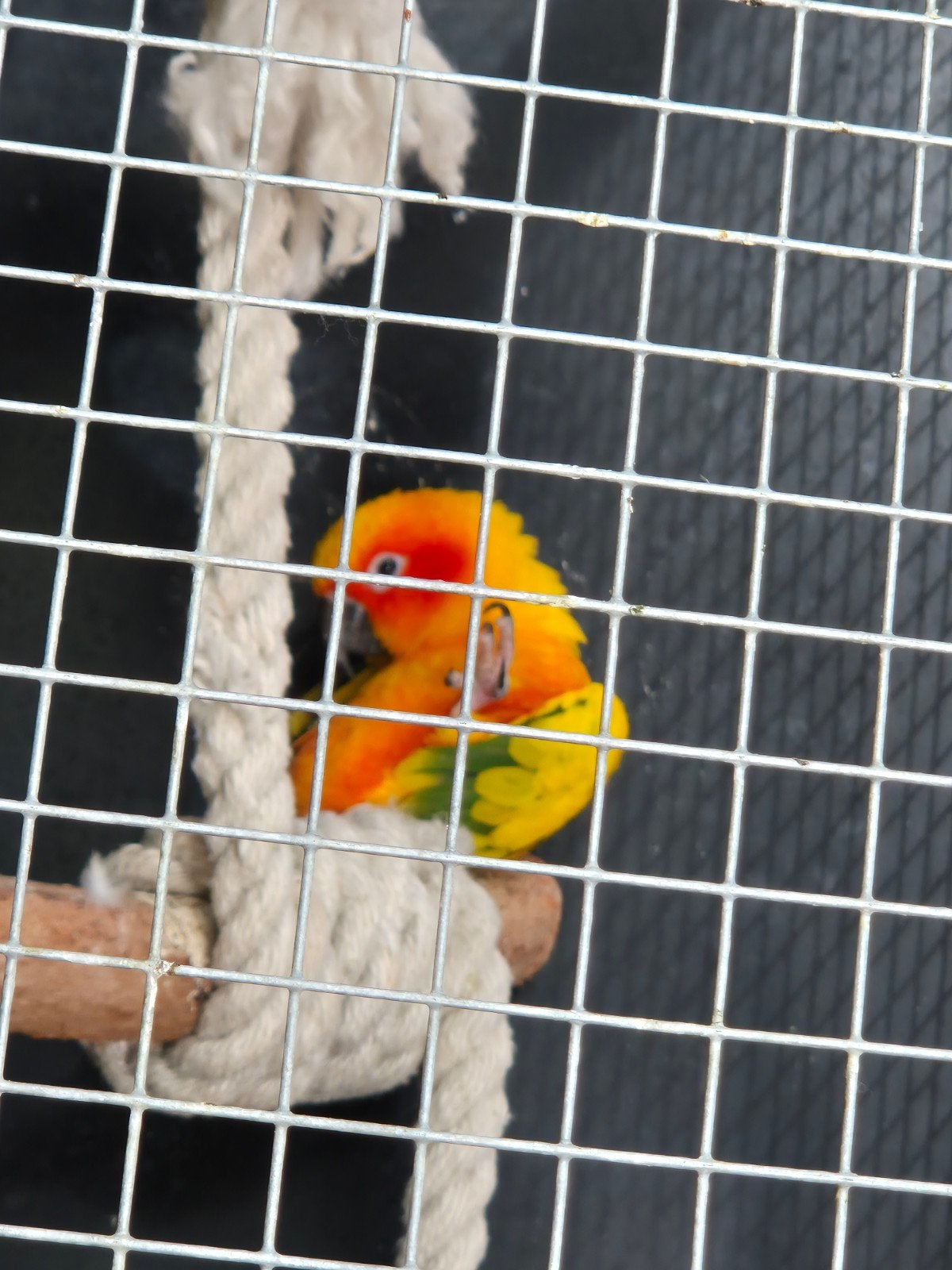Tamme zonparkieten, Dieren en Toebehoren, Ophalen, Metaal, Vogelkooi