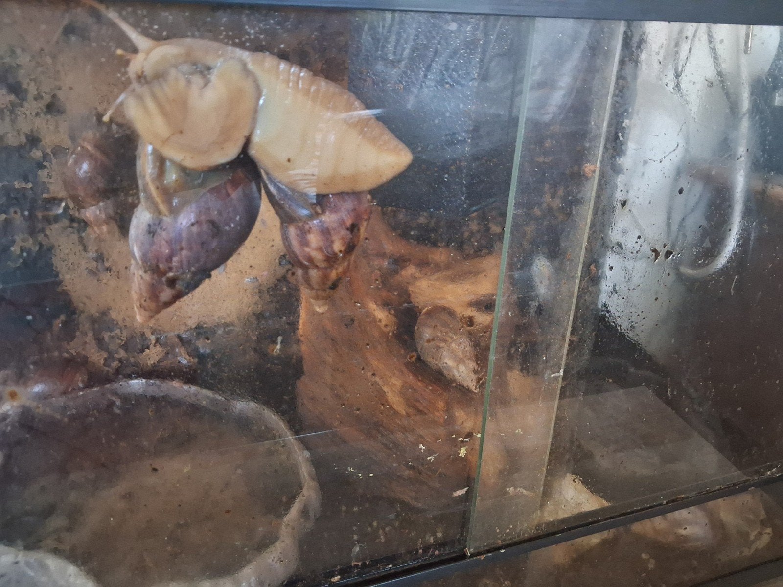 Bruin afrikansse slakken, Overige soorten, Met terrarium, 0 tot 2 jaar