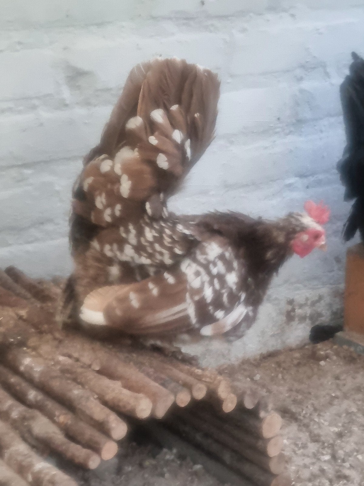 chabo hennetjes ras zuiver, Dieren en Toebehoren, Pluimvee, Vrouwelijk, Kip